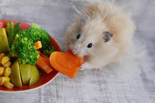 sayuran untuk hamster kembang kol