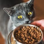 10 Jenis Makanan Favorit Kucing Nutrisi Tinggi dan Bergizi Paling Rekomendasi Terbaik 2023