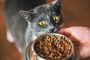 10 Jenis Makanan Favorit Kucing Nutrisi Tinggi dan Bergizi Paling Rekomendasi Terbaik 2023