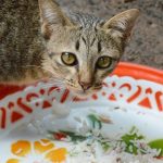 10 Jenis Makanan Kesukaan Kucing Kampung Pilihan Terbaik Harga Murah Jadi Rekomendasi 2023