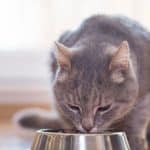 10 Makanan Agar Kotoran Kucing Tidak Bau, Royal Canin dan Whiskas Salah Satunya 2023