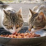 10 Rekomendasi Makanan Yang Baik Untuk Kucing Memiliki Kandungan Nutrisi Tinggi dan Bergizi 2023