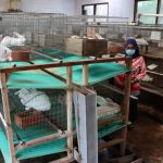 10 Tempat Peternakan Kelinci Terdekat di Kota Bandung Paling Berkualitas Harga Lebih Murah 2023