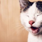 15 Penyebab Hidung Kucing Berdarah Beserta Gejala, Ciri dan Cara Mengobatinya 2023