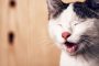 15 Penyebab Hidung Kucing Berdarah Beserta Gejala, Ciri dan Cara Mengobatinya 2023