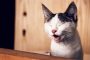 5 Cara Membersihkan Ingus Kucing yang Kotor Saat Pilek dan Flu Hingga Tersumbat Dengan Mudah 2023