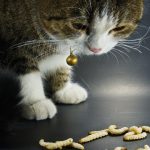 5 Cara Membunuh Cacing Pita Yang Ada di Kucing Dengan Obat Alami, Resep Dokter Paling Efektif dan Aman 2023