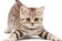 5 Cara Mengatasi Kitten Tidak Mau Makan Beserta Penyebabnya 2023