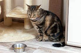 5 Cara Mengatasi Nafsu Makan Kucing Menurun Dilakukan Dengan Cepat 2025