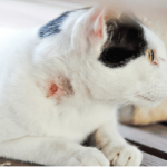5 Cara Menghilangkan Jamur Pada Kucing Dengan Betadine Dengan Mudah 2023
