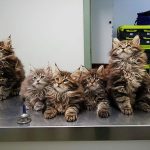 5 Cara Merawat Anakan Kucing Maine Coon yang Baru Lahir 2023