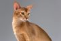 5 Ciri-Ciri Sifat Karakteristik Kucing Abisinia, Jenis Ras Anabul Tertua 2023