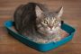 5 Penyebab Kucing Diare Beserta Cara Mengatasinya 2023