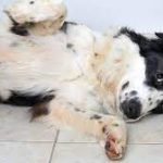 5 Penyebab Perut Anjing Berbunyi, Tanda-Tanda Dan Cara Mencegahnya 2023