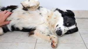 5 Penyebab Perut Anjing Berbunyi, Tanda-Tanda Dan Cara Mencegahnya 2025