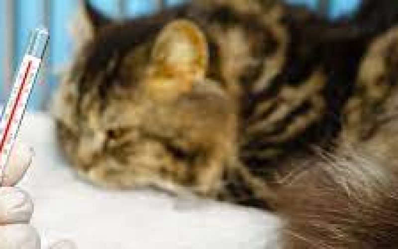 6 Cara Mengobati Kucing Demam Tanpa ke Dokter Hewan Yang Bisa Dilakukan Sendiri Secara Alami