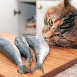 6 Jenis Ikan Makanan Kucing Yang Baik Untuk Dikonsumsi 2023