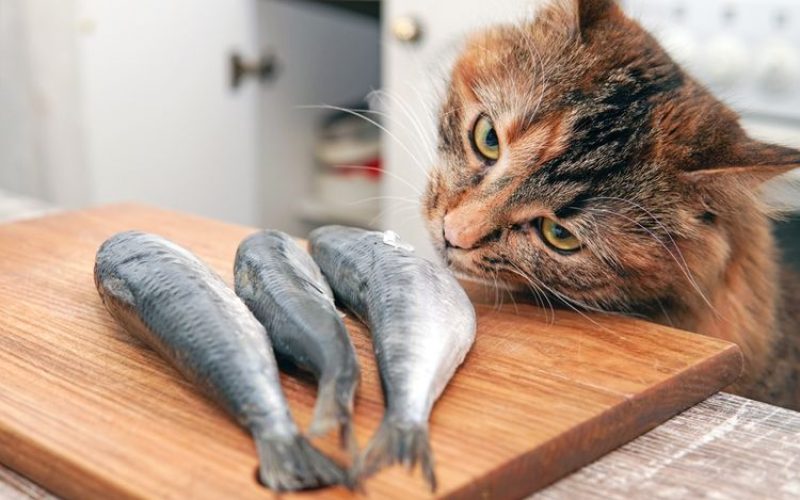 6 Jenis Ikan Makanan Kucing Yang Baik Untuk Dikonsumsi 2023