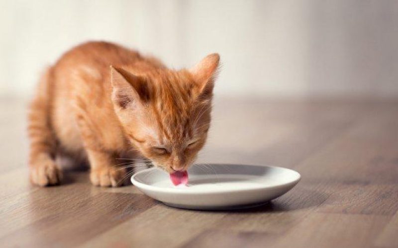 6 Makanan Yang Baik Untuk Kucing Mencret Muntah dan Diare Paling Recommended 2023