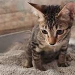 6 Obat Alami Untuk Kucing Mencret Paling Ampuh 2023