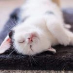 6 Penyebab Kucing Kejang Kejang Patut Diketahui Beserta Cara Mengatasinya 2023