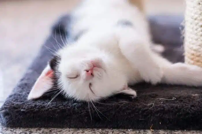 6 Penyebab Kucing Kejang Kejang Patut Diketahui Beserta Cara Mengatasinya 2025