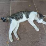 7 Alasan Penyebab Kenapa Kucing Tidur di Lantai Jarang Diketahui Oleh Pemiliknya 2023