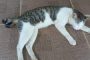 7 Alasan Penyebab Kenapa Kucing Tidur di Lantai Jarang Diketahui Oleh Pemiliknya 2023