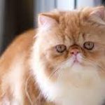 7 Jenis Kucing Persia Hidung Pesek Flatnose dan Peaknose 2023