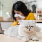 7 Obat Alergi Bulu Kucing Alami Resep Dokter Paling Ampuh Beserta Penyebab dan Gejalanya 2023