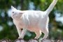 8 Cara Mengatasi Kucing Kejang Kejang Beserta Penyebabnya Yang Harus Diketahui 2023