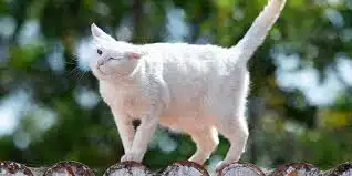 8 Cara Mengatasi Kucing Kejang Kejang Beserta Penyebabnya Yang Harus Diketahui 2025