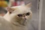 8 Jenis Kucing Hidung Pesek Pada Ras Persia Hewan Peliharaan Paling Menggemaskan 2023