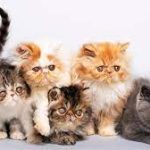 8 Keistimewaan Kucing Dalam Islam Yang Harus Diketahui Oleh Pecinta Hewan Peliharaan 2023