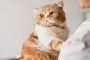 8 Obat Jamur Kucing di Telinga Alami Aman Jadi Rekomendasi Terbaik 2023