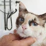 8 Penyebab Hidung Kucing Berair Beserta Cara Mengatasinya 2023