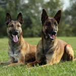 Anjing Belgian Malinois Fakta Unik Ciri Sifat Karakteristik Paling Galak Dan Badannya Besar 2023