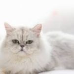 Apakah Kucing Birahi Bisa Mati Cara Mengatasinya Agar Tidak Berisik 2023