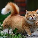 Arti Tanda Kucing Mengibaskan Ekor Jarang Diketahui Pemilik 2023