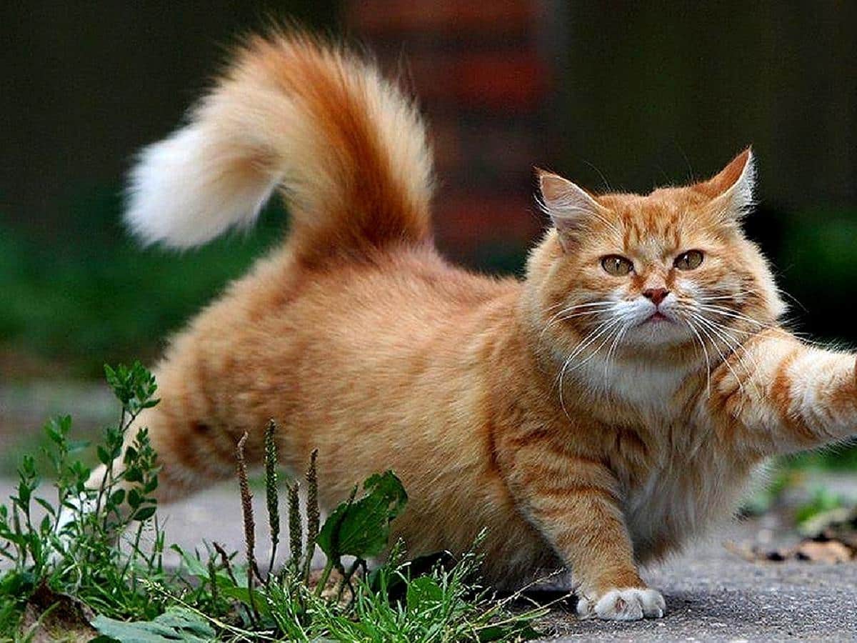 Arti Tanda Kucing Mengibaskan Ekor Jarang Diketahui Pemilik 2023