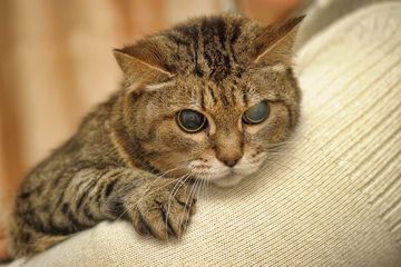 Benarkah Kucing Buta Warna Ini Penjelasannya Secara Lengkap 2023