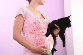 Bolehkah Wanita Hamil Memelihara Kucing