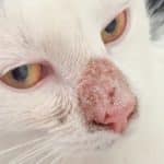 Cara Atasi Jamur di Hidung Kucing Beserta Cara Mengobatinya 2023