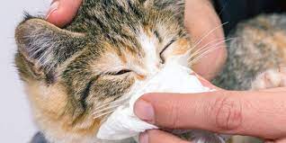 Cara Membersihkan Hidung Kucing Yang Kotor dan Berkerak Dengan Cepat 2023