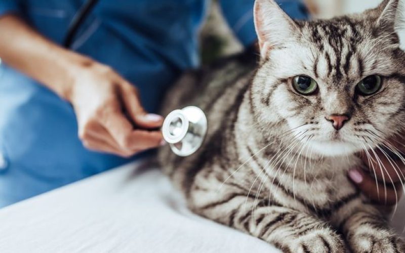 Cara Membunuh Cacing Pita Yang Ada di Kucing obat tablet drontal