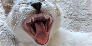 Cara Mencegah Gigi Kucing Patah