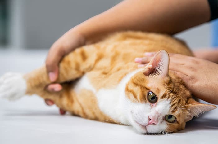 Cara Mencegah Hidung Kucing Jamuran