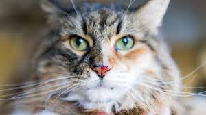 Cara Mencegah Hidung Kucing Pucat