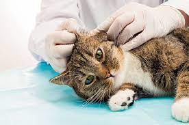 Cara Mencegah Infeksi Telinga Kucing