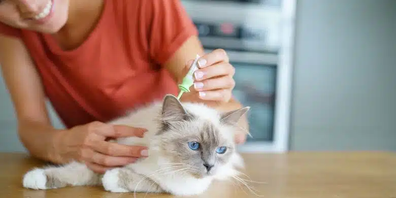Cara Mencegah Kurap pada Kucing